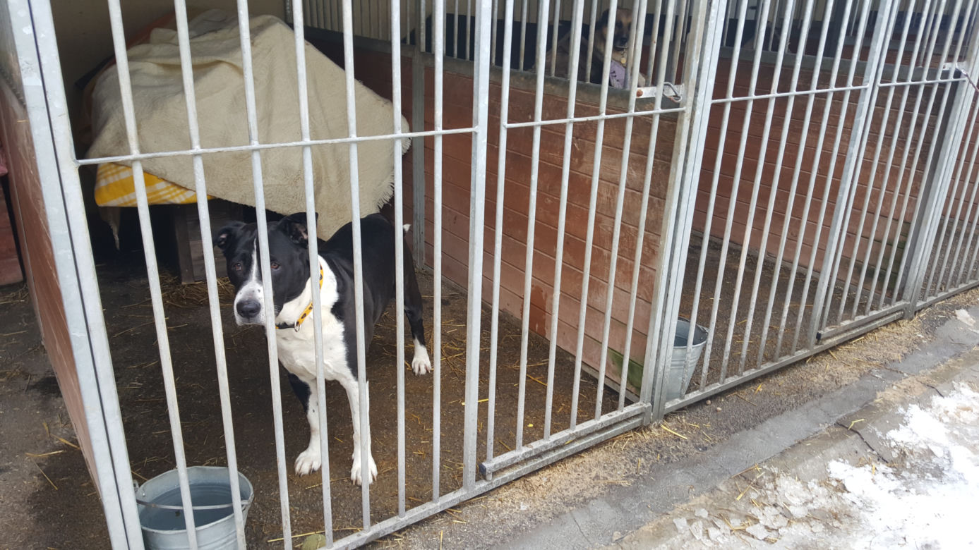 Sosnowieckie schronisko ma nową szczeniakarnię i kociarnię