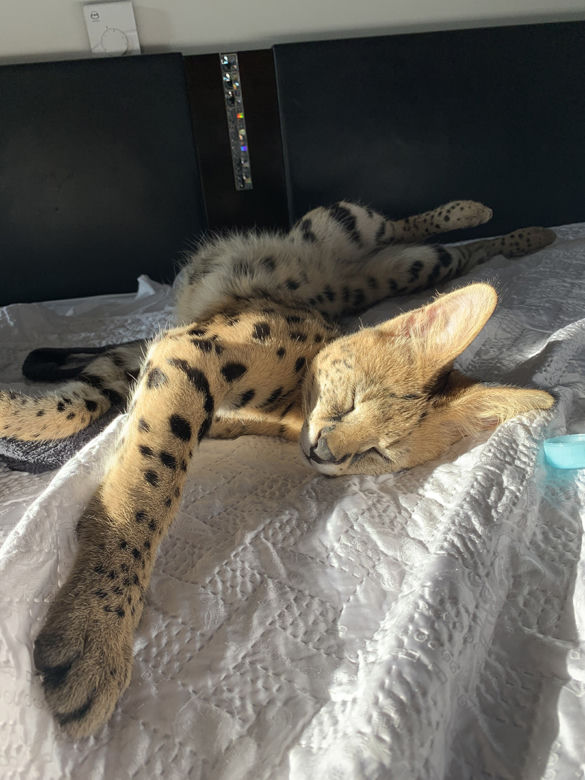 Zaginął serval