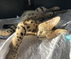 Zaginął serval