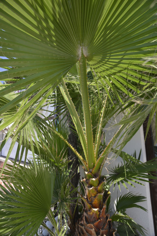 Waszyngtonia