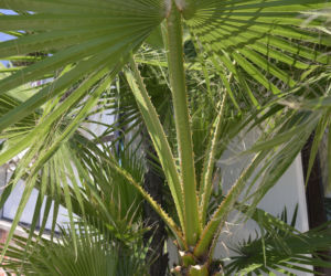 Waszyngtonia