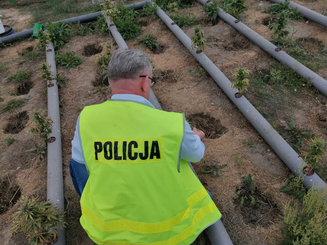 Łódzkie: Miały rosnąć pomidory, rosła MARIHUANA! 63-latek miał FABRYKĘ narkotyków 