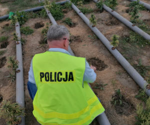 Łódzkie: Miały rosnąć pomidory, rosła MARIHUANA! 63-latek miał FABRYKĘ narkotyków 