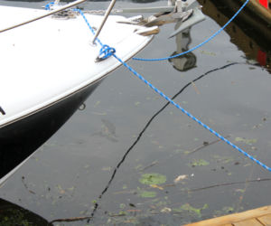Martwe szczury przy szczecińskiej marinie