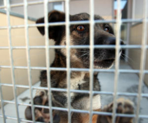 Doda rusza na pomoc zwierzętom! Interwencja w Sobolewie i ostre słowa pod adresem władz gminy