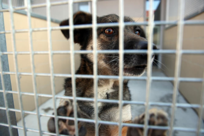 Doda rusza na pomoc zwierzętom! Interwencja w Sobolewie i ostre słowa pod adresem władz gminy