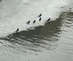 Kormorany stołują się w ścisłym centrum Opola. Niedługo znikną z Młynówki