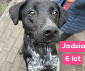 OTOZ Animals poszukuje domów dla psów