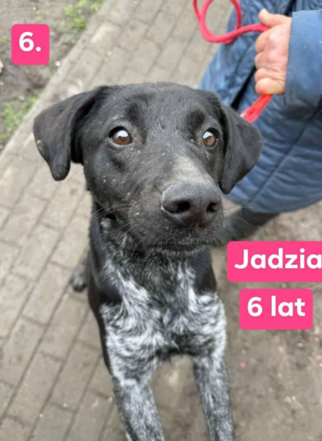 OTOZ Animals poszukuje domów dla psów