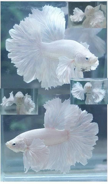 Albinosy