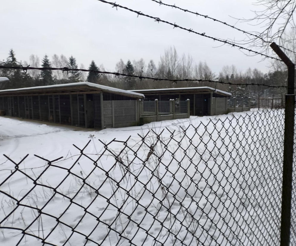 Pilne kontrole schronisk na Pomorzu. W niektórych kojcach woda dla zwierząt była zamarznięta