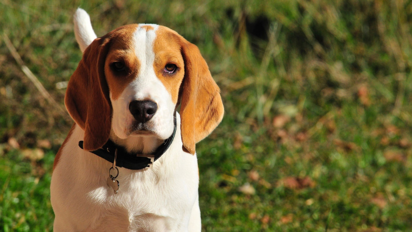 BEAGLE