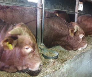 W powiecie węgrowskim mężczyzna został zaatakowany przez byka