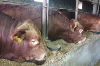 W miejscowości Grygrów w powiecie węgrowskim mężczyzna został zaatakowany przez byka