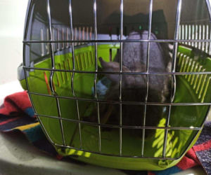 Króliki zamarzły w mrozie