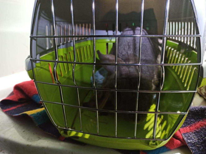 Króliki zamarzły w mrozie