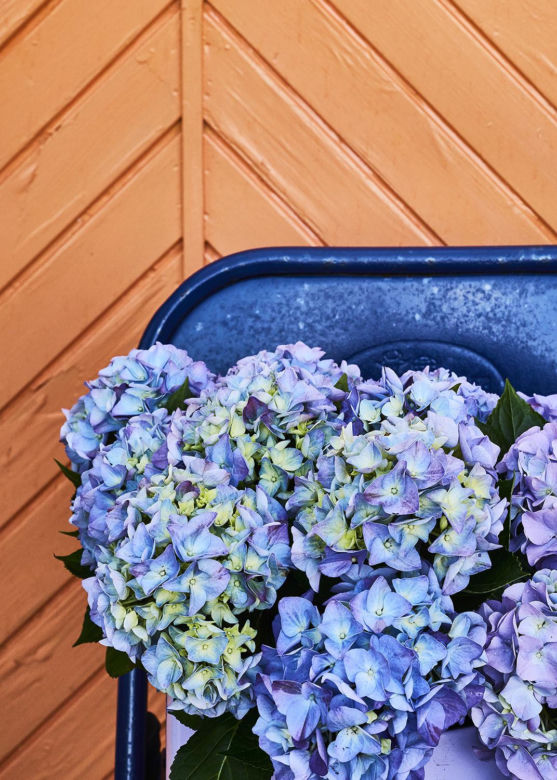 Hortensja ogrodowa (Hydrangea macrophylla) 