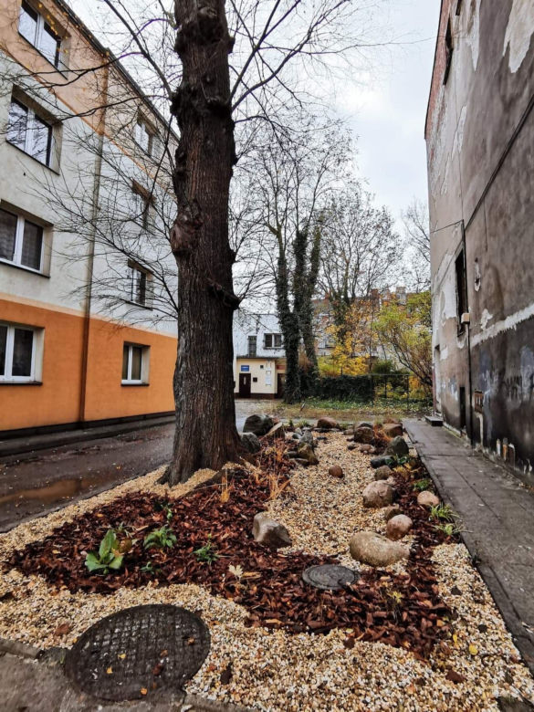 Ogród deszczowy w Kaliszu