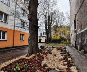 Ogród deszczowy w Kaliszu