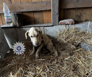 W Chełmie odebrano skrajnie zagłodzonego psa