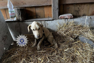 W Chełmie odebrano skrajnie zagłodzonego psa