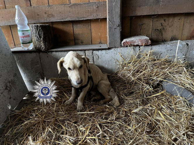 Szokująca interwencja w Chełmie