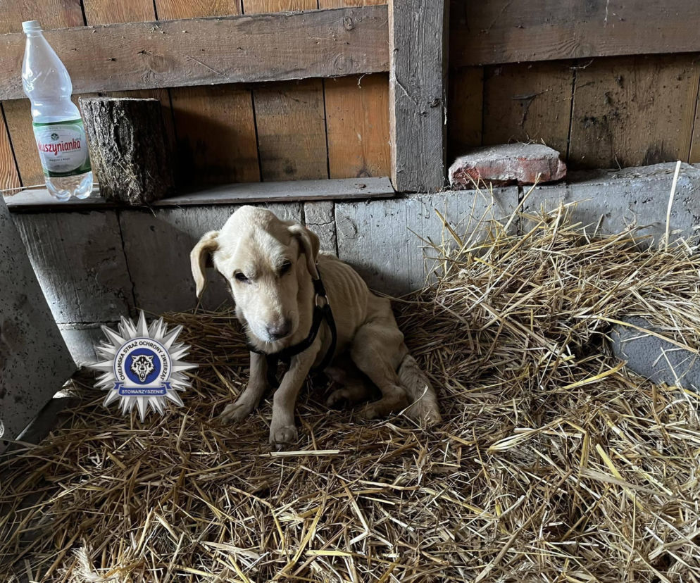W Chełmie odebrano skrajnie zagłodzonego psa