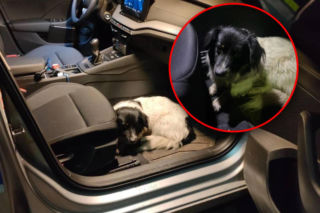 Pies błąkał się po ekspresówce. Groziła mu śmierć! Policjant nie wahał się ani chwili