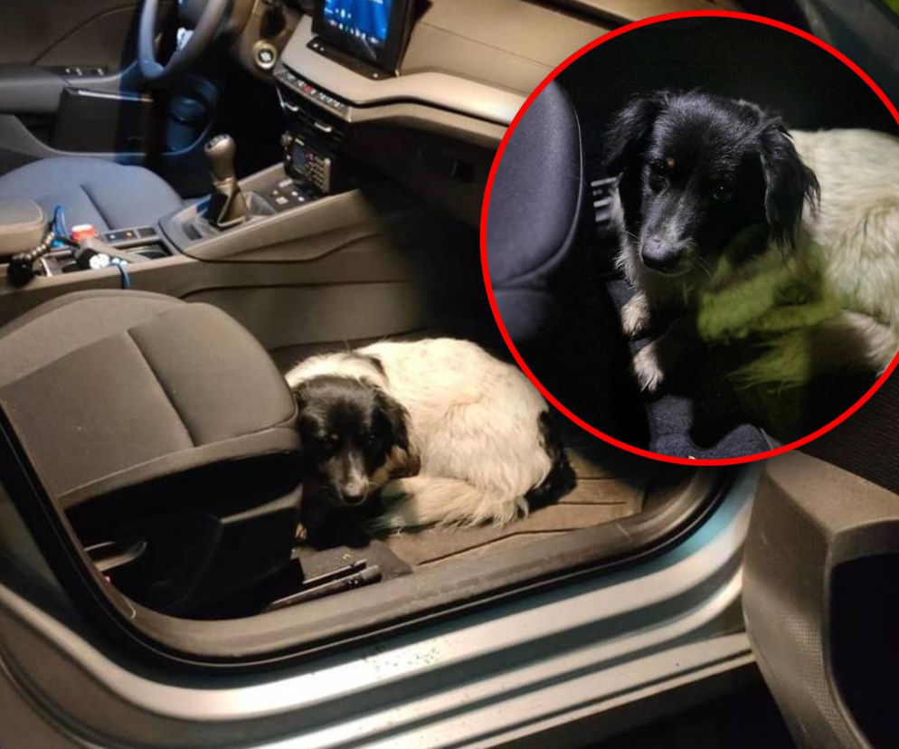 Pies błąkał się po ekspresówce. Groziła mu śmierć! Policjant nie wahał się ani chwili