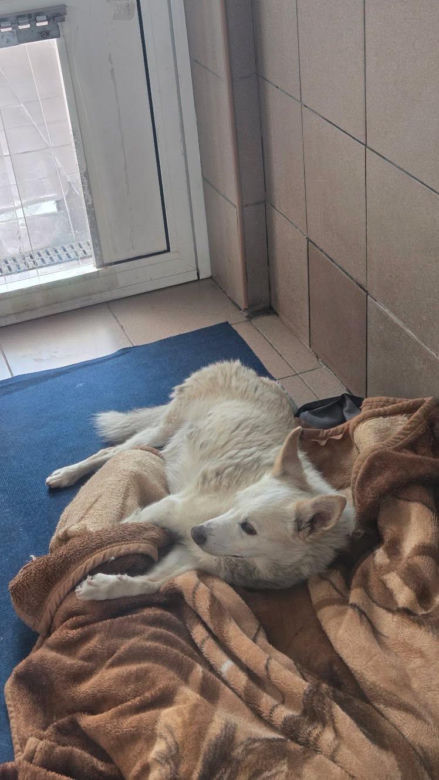 Bydgoszcz żegna wyjątkowego psa. Rex przez 10 lat mieszkał na cmentarzu. "Żył po swojemu, tak jak chciał"