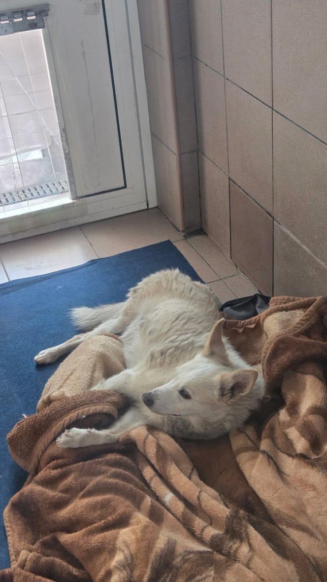 Bydgoszcz żegna wyjątkowego psa. Rex przez 10 lat mieszkał na cmentarzu. "Żył po swojemu, tak jak chciał"