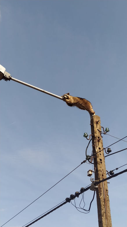 Szop pracz na latarni