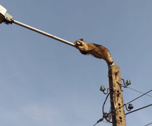 Szop pracz na latarni