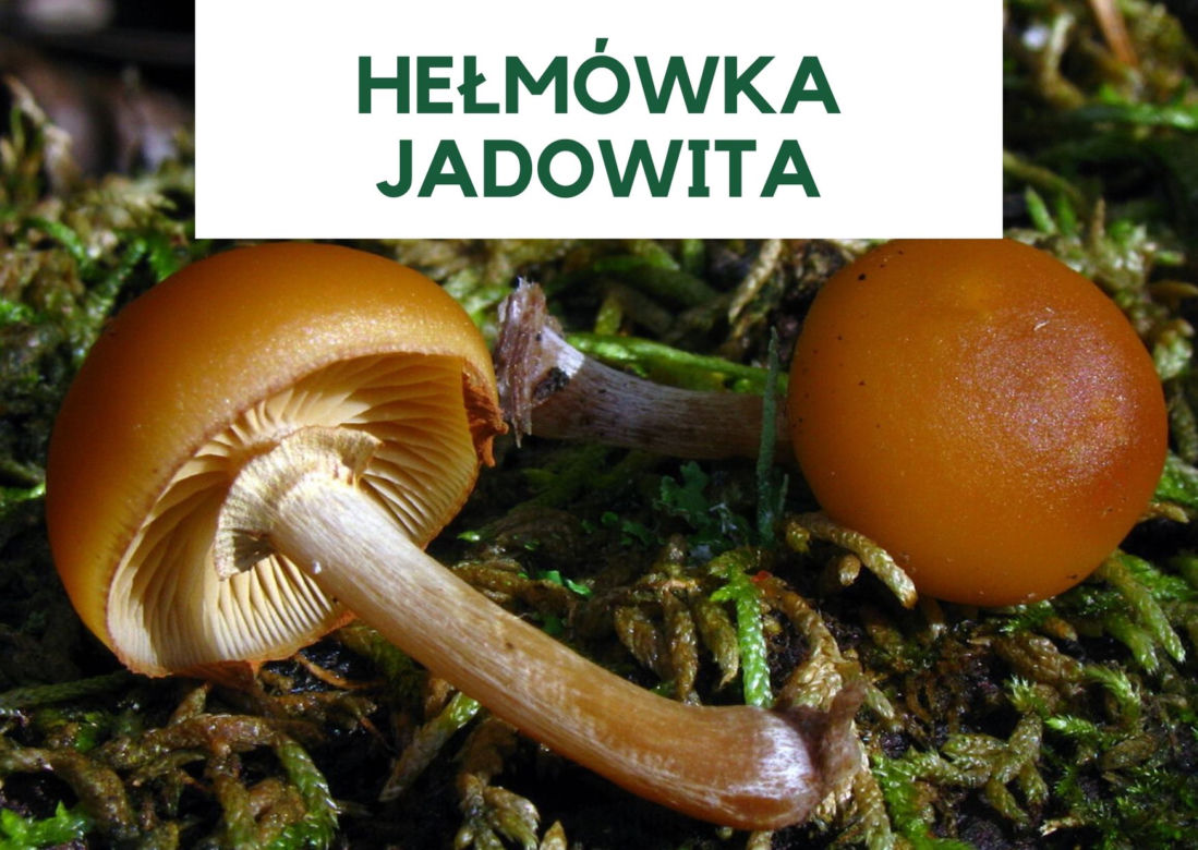 Najbardziej trujące grzyby w Polsce. Ich zjedzenie grozi śmiercią! [GALERIA]