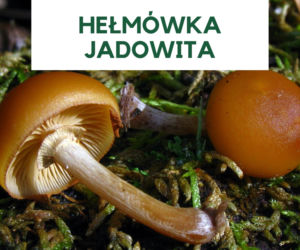 Najbardziej trujące grzyby w Polsce. Ich zjedzenie grozi śmiercią! [GALERIA]