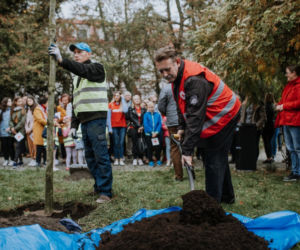 Oby rósł 100 lat! Dąb czerwony na jubileusz 100-lecia PCK