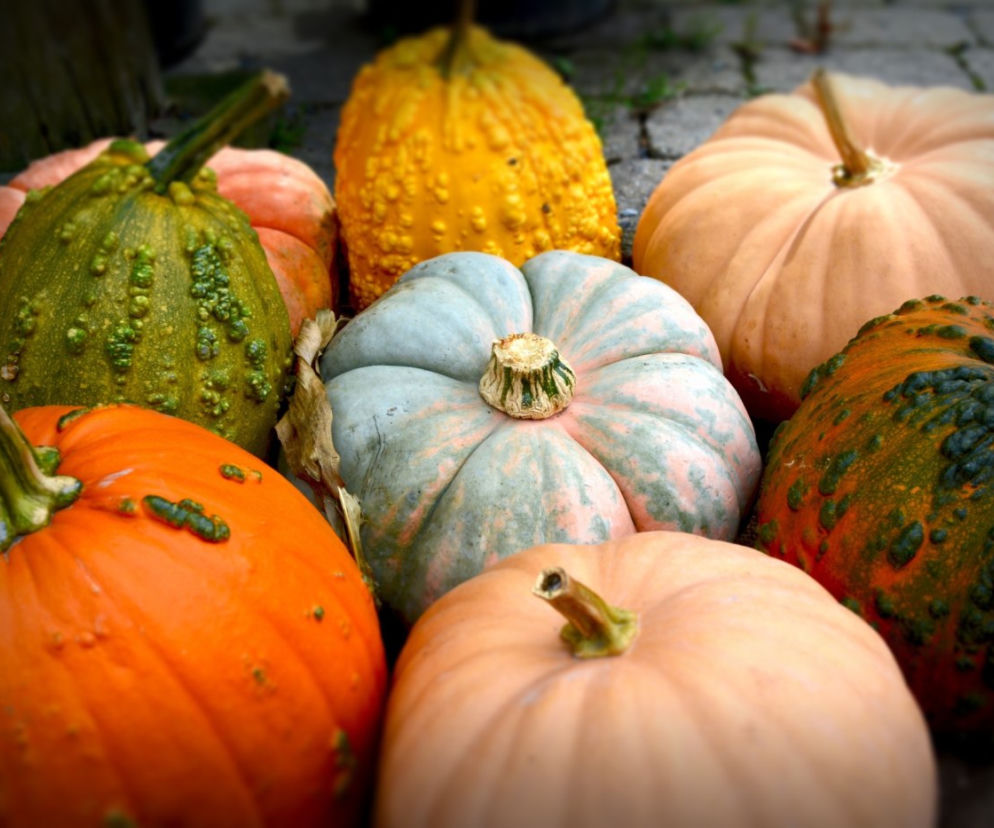Dekoracje na Halloween: jak uszyć dynię z materiału? Instruktaż wideo