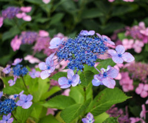 Hortensja piłkowana (Hydrangea serrata)