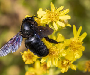 Zadrzechnia fioletowa
