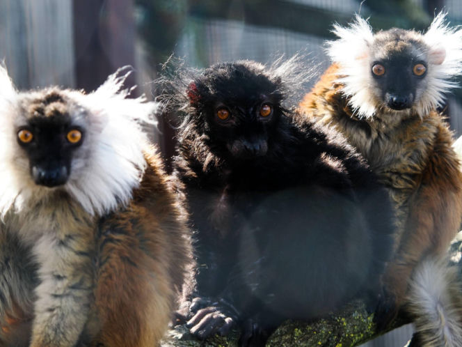 Nowi mieszkańcy zoo w Wojciechowie