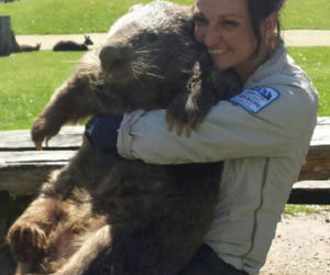 WOMBAT GIGANT