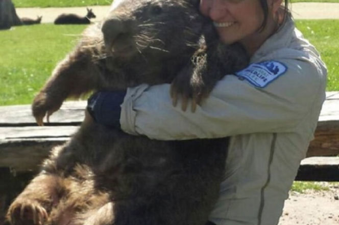 WOMBAT GIGANT
