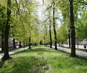 Planty i niedźwiadki w Rawiczu