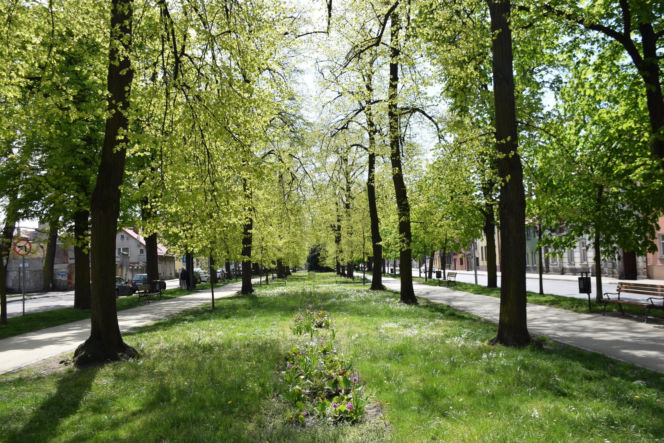 Planty i niedźwiadki w Rawiczu