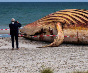 Wyciągnęli zwłoki humbaka na plażę. Mógł wybuchnąć od gazów. Jak rozbrajanie bomby