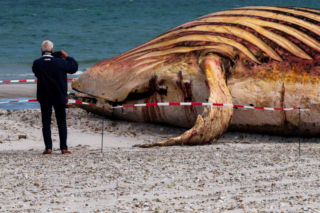 Wyciągnęli zwłoki humbaka na plażę. Mógł wybuchnąć od gazów. Jak rozbrajanie bomby