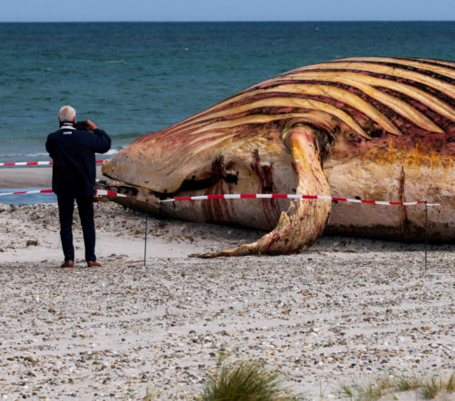 Wyciągnęli zwłoki humbaka na plażę. Mógł wybuchnąć od gazów. Jak rozbrajanie bomby