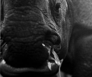 Smutne wiadomości z zoo. Odszedł Jung 