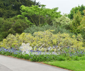 Glicynia (fot. Clematis)