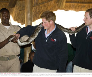 William i Harry bawią się wężem